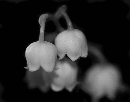 山谷的百合花