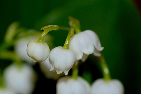 山谷的百合花