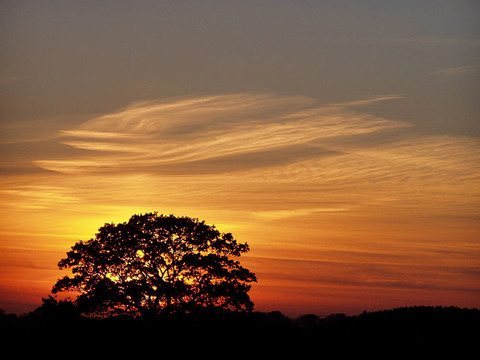 樹(shù)在日落