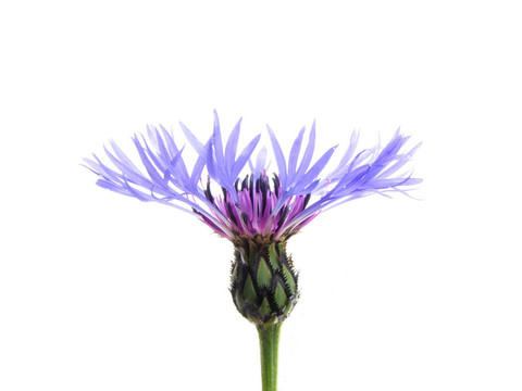 藍(lán)色的矢車(chē)菊