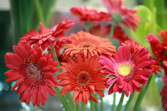 太陽花