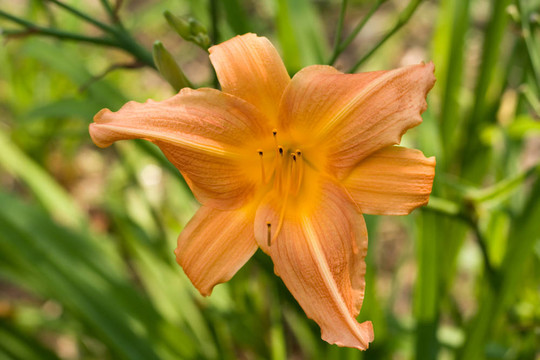 桃黃花菜