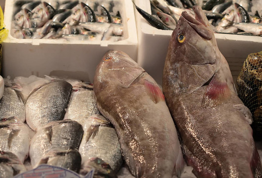 昏暗的海鱸魚