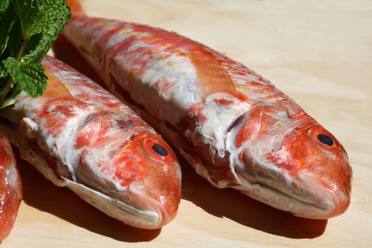 紅鯔魚