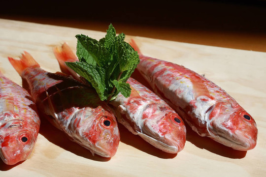 紅鯔魚