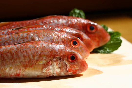 紅鯔魚