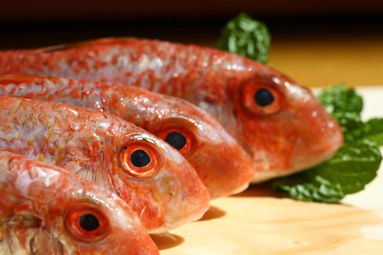 紅鯔魚