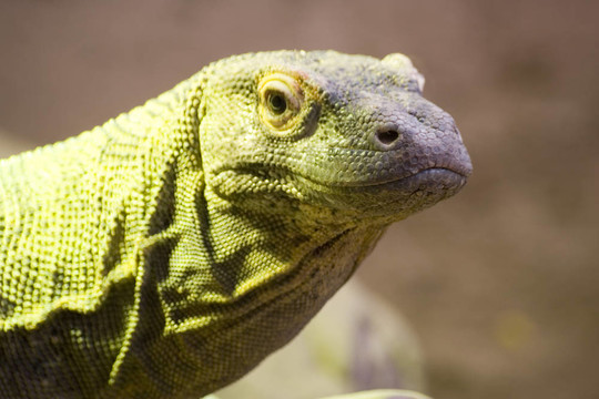 kimodo