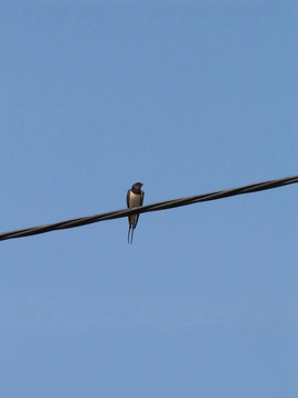 電線上的鳥