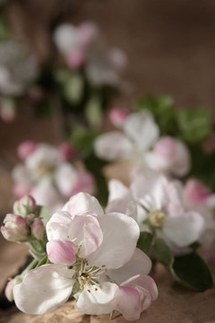 蘋(píng)果樹(shù)的花
