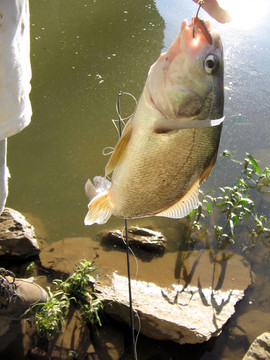 鼓魚2