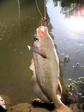 鼓魚3