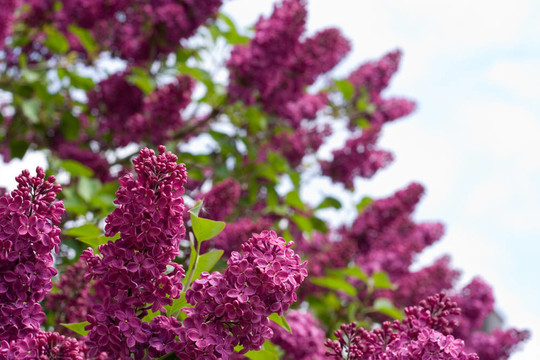 丁香花