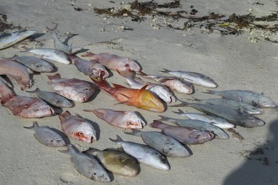 海洋收獲
