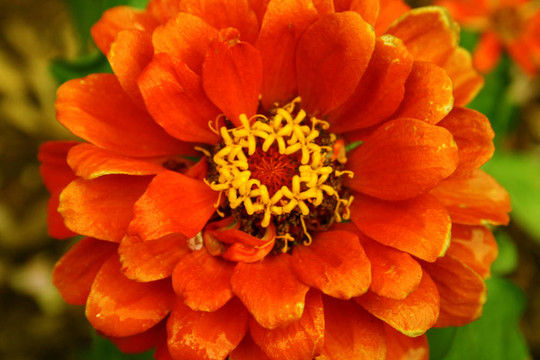 橙花