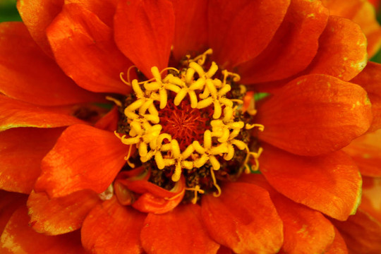 橙花