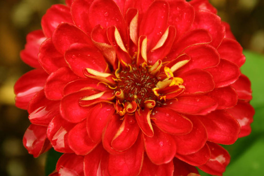 紅色的花