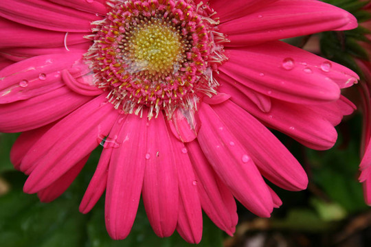 水滴PinkFlower