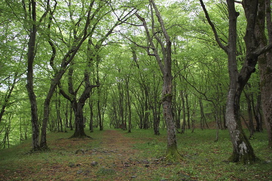 生態(tài)步道