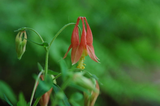 野生耬斗菜