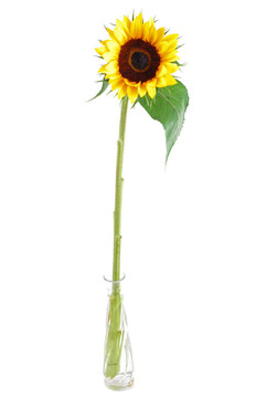 太陽花收集