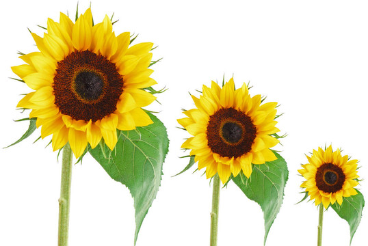 太陽(yáng)花收集