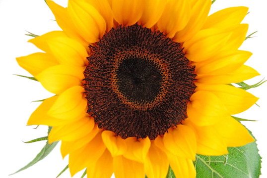 太陽花收集
