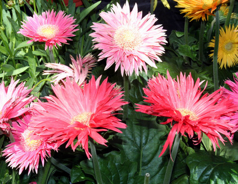 Unique Flowers 2