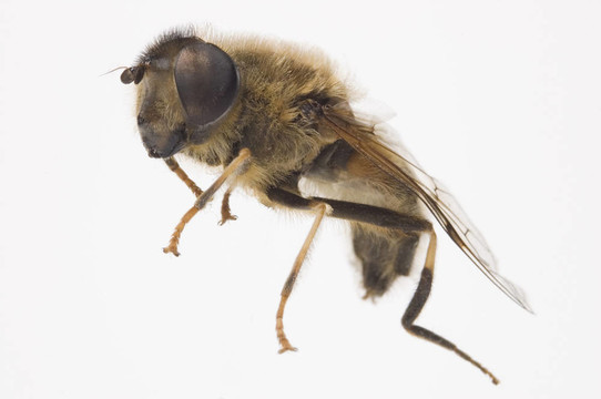 食蚜蠅