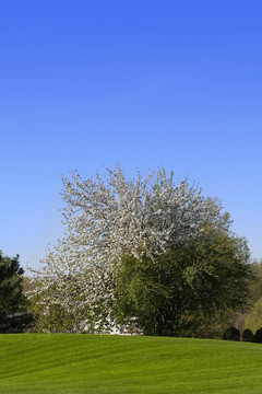 單Blooming Tree