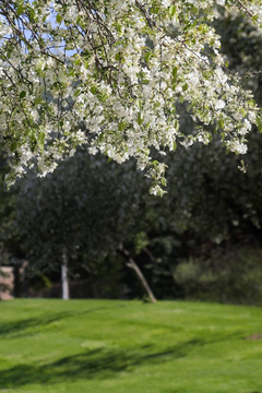 一棵開(kāi)花的樹(shù)