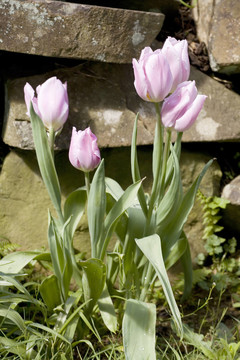 粉紅色郁金香