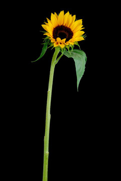 太陽花
