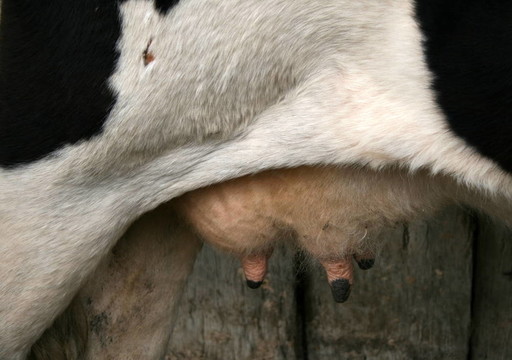 奶牛乳房