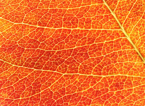紅葉的背景