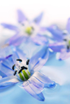浮花