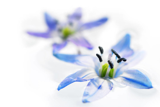 浮花