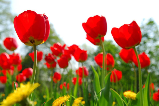 郁金香花田