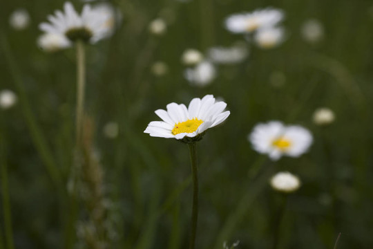 甘菊