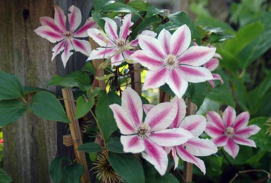 粉紅和White Clematis