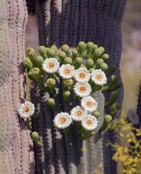 仙人掌開花