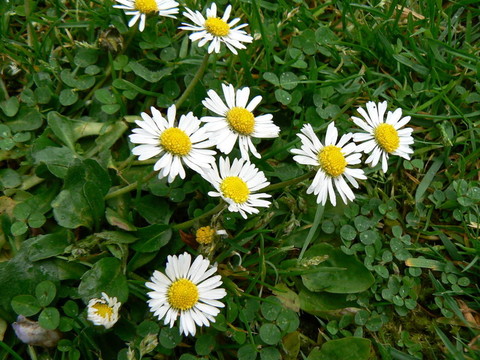 雛菊