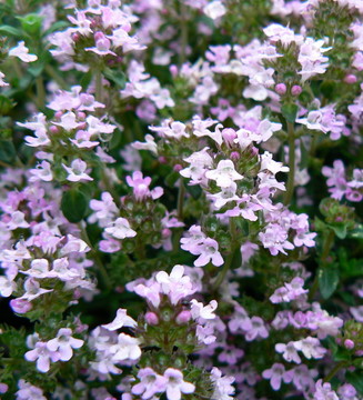 百里香花