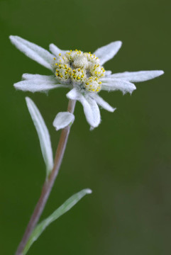 雪絨花