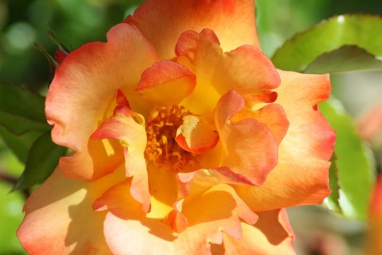 黃色和Orange Rose