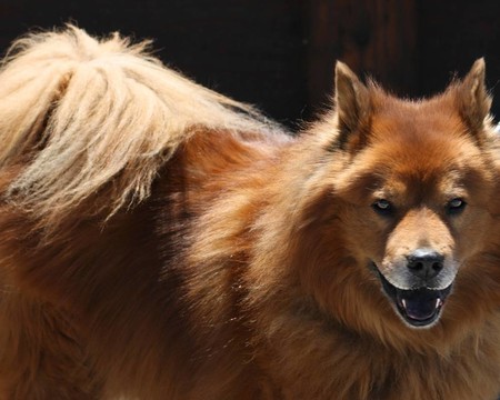 松獅犬