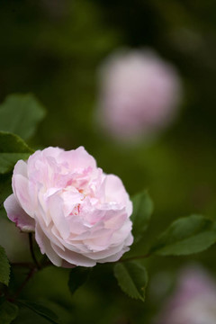 Pink Rose