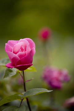 Pink Rose