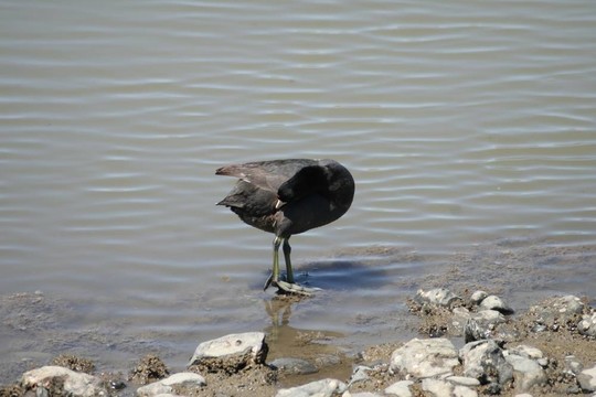 Coot Preens
