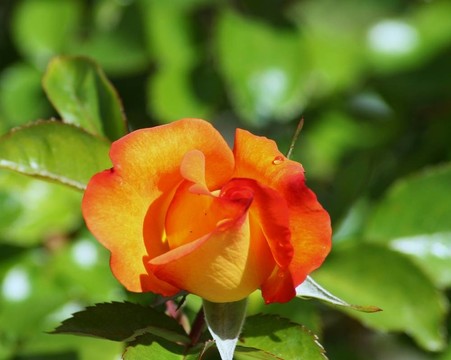 真的Bright Rose